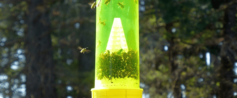 Natural Yellow Jacket Traps – An Insight