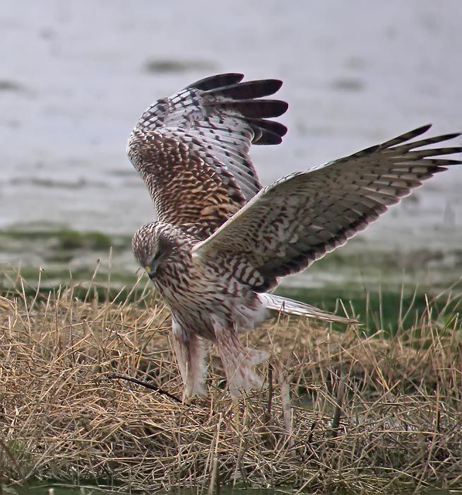 Album - oiseaux-de-proie