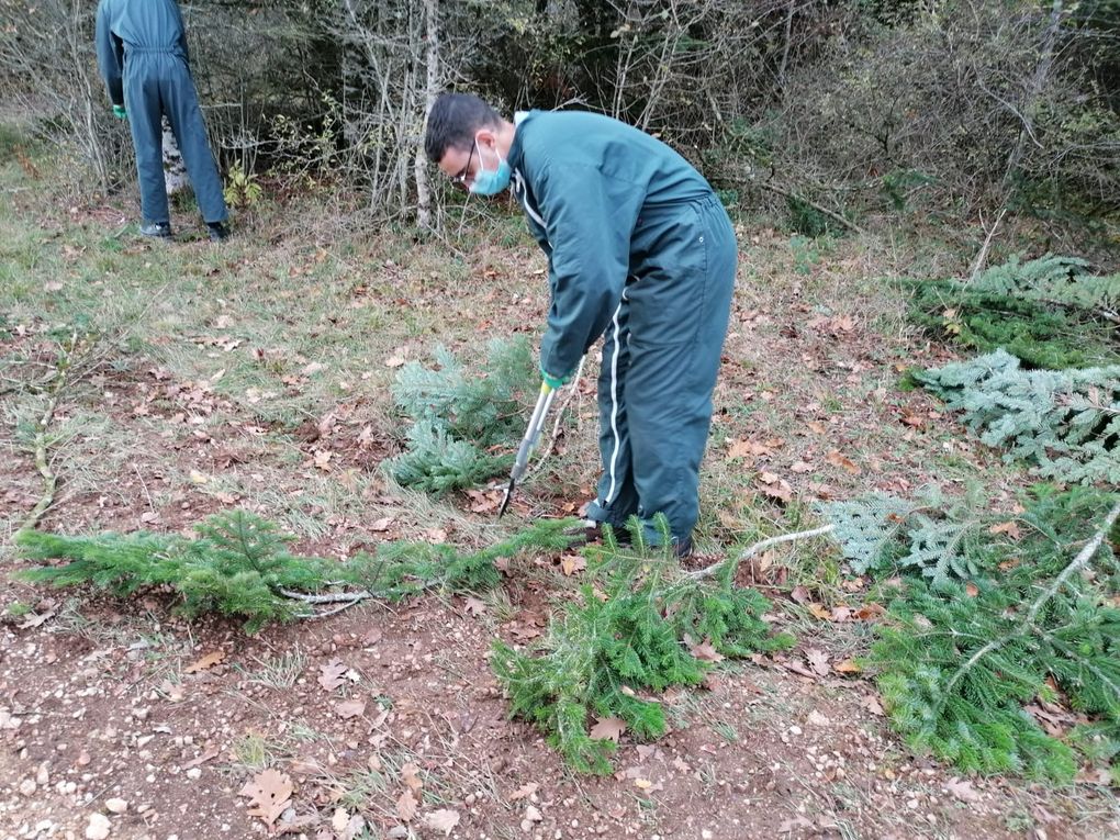 Les garçons en pleine activité : le travail consiste à élaguer toutes les branches basses jusqu'à 3m de hauteur.