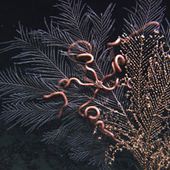 nsf.gov - National Science Foundation (NSF) News - Gulf of Mexico Oil Spill's Effects on Deep-Water Corals - US National Science Foundation (NSF)