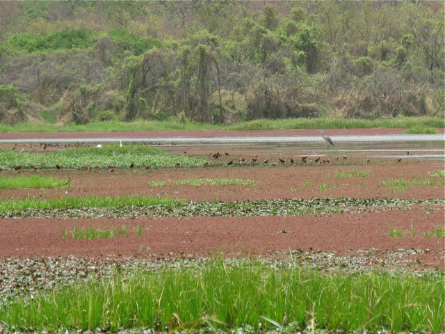 mare aux hippopotames dans la forêt au cœur de la réserve mondiale de Bala à 66 kilomètres au Nord-Ouest de Bobo-Dioulasso et à 25 Kilomètres du chef de lieu du département de Satiri