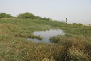 Oman Dhofar