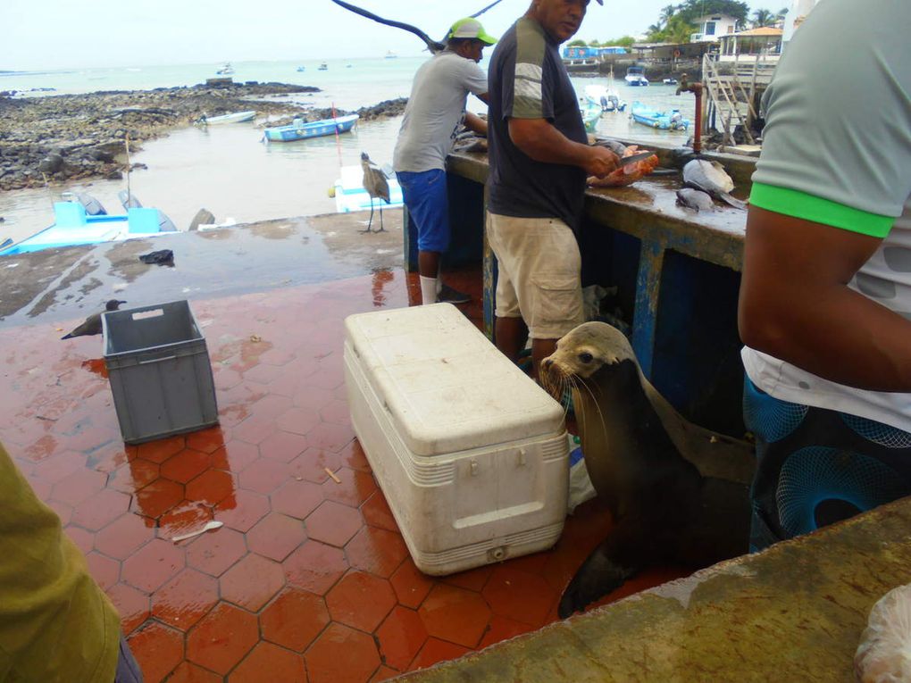 Archipel des Galápagos - un rêve éveillé