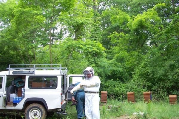 abeilles ruches, nos ruchers de Bourgogne, les apiculteurs Api4 en plein travail, leur évolution au fil des jours