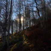 En pleine forêt - Autour de