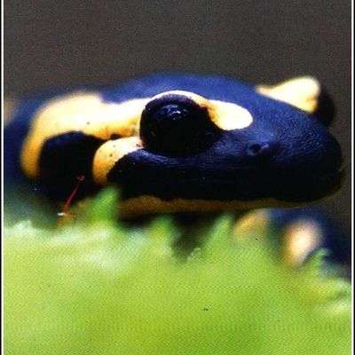 Batracien - salamandre
