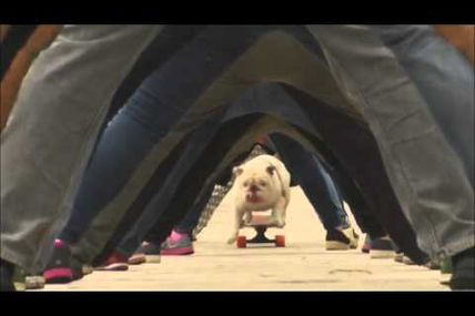 Nouveau record du monde pour un bulldog en...