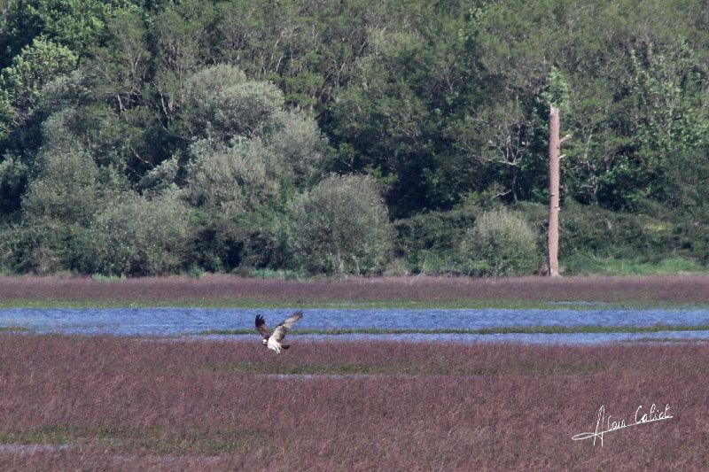 Balbuzard pécheur à Ondres et au marais d'Orx