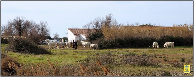 Dimanche 9 février 2014 - Déjeunerau préde La Muleta d'Arles à la Mande Raynaus domaine du Grand Radeau aux Saintes.