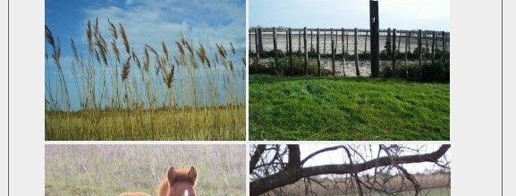 Clichés de Camargue