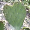 Cactus au coeur tendre