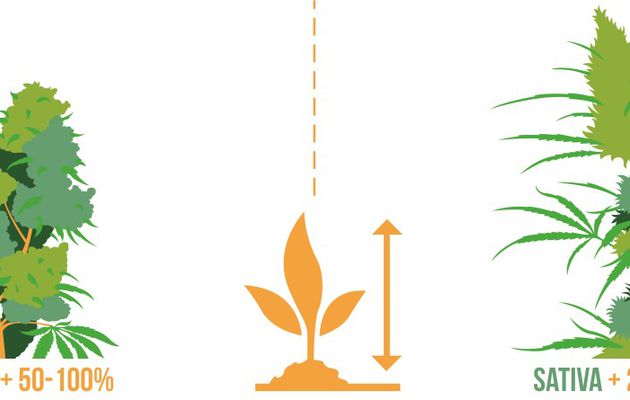 Indica vs sativa