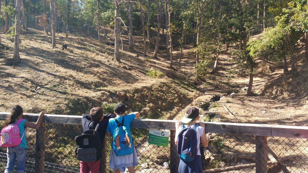 Visite du parc animalier d'Auvergne