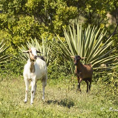 Chèvres en pays Zoulou