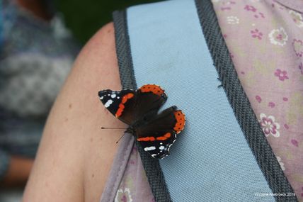 Balade entomologique au Domaine des Silex - Photos 