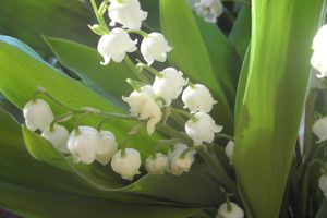 Quelques Brins de Bonheur de mon jardin