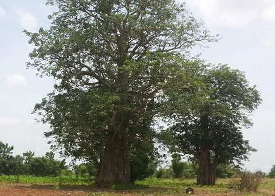 ZOOM SUR LE BAOBAB : UNE PLANTE DE GRANDES VERTU