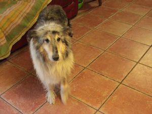 Lassie Colley 12 ans chez nopus actuellement en Haute Normandie