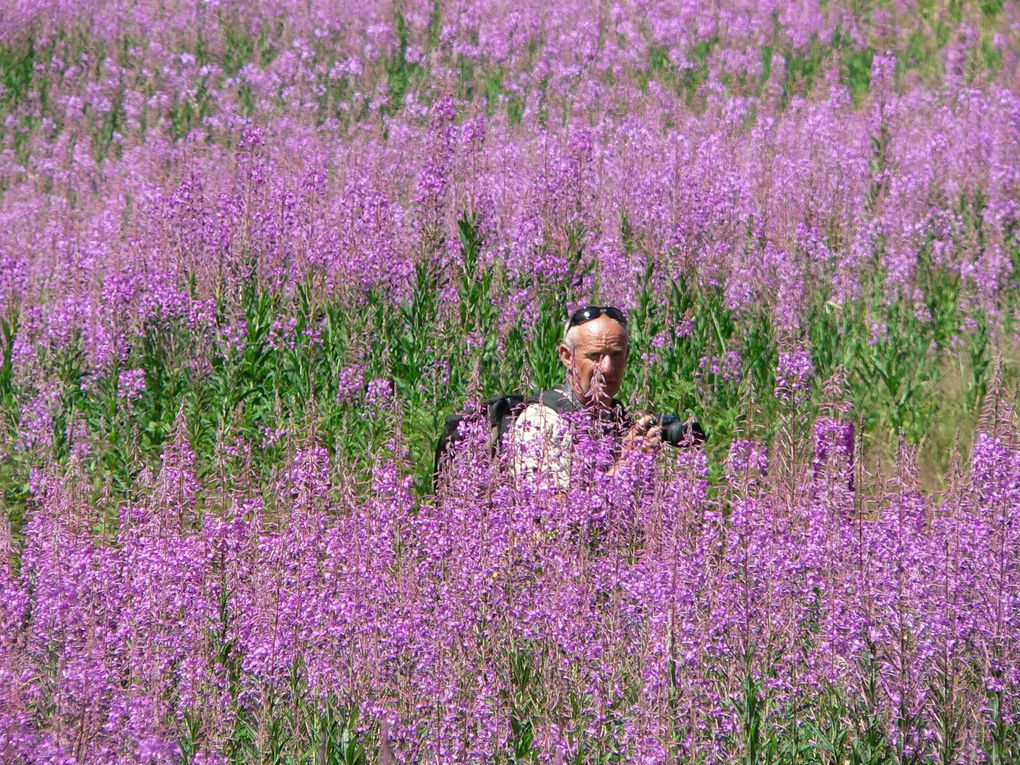 La flore du Mercantour