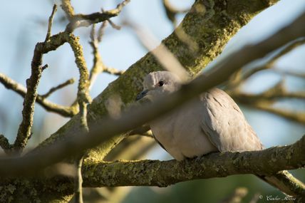 Tourterelle turque (Streptopelia decaocto)