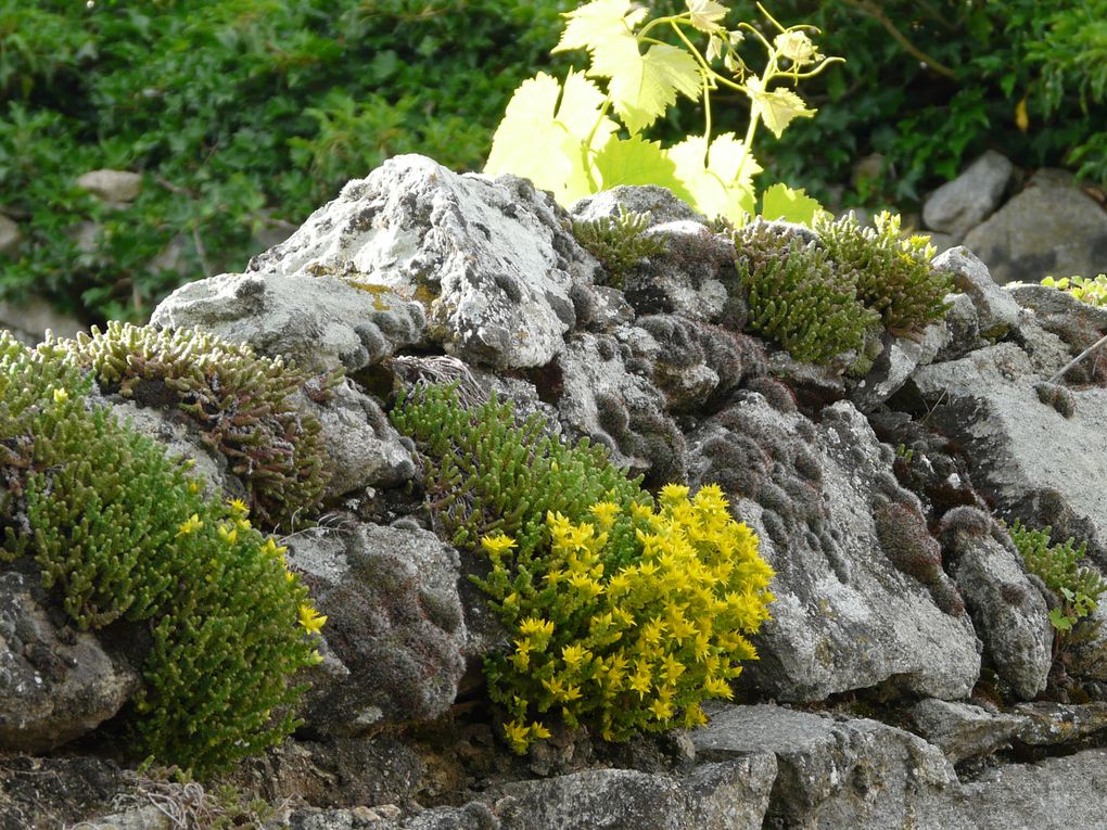 mes fleurs au jardin