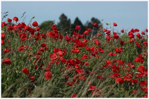 photos coquelicots et marais 4 juin 2017