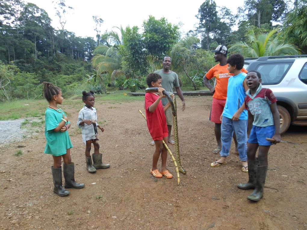 Album - Guyane 2012