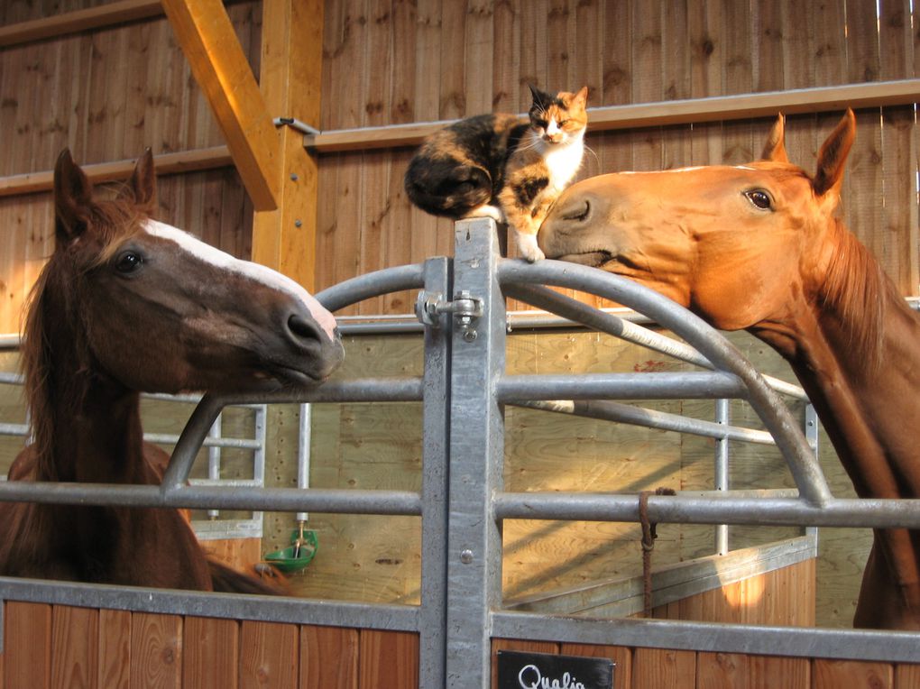 Album - Les-chiens-et chats-de-la-Licorne