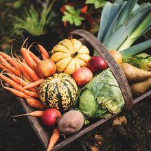 Misterbricolo arrose son potager avec son urine ...