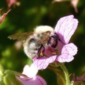 Bourdon grisé - bombus sylvarum.