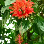 Hibiscus schizopetalus - Jungle Tropicale