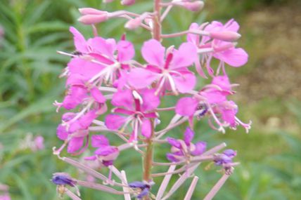 Les vidéos de mon jardin : Les épilobes