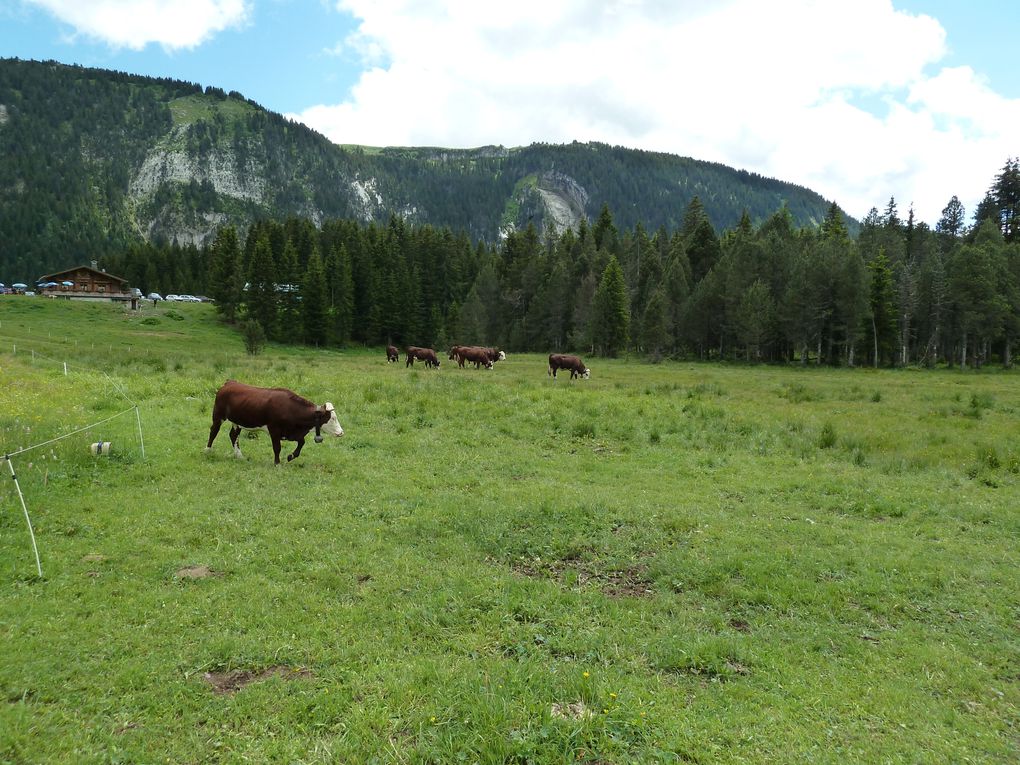 Album - Plateau-des-Glieres