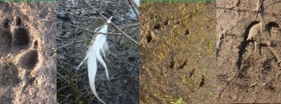 Sortie nature brenne