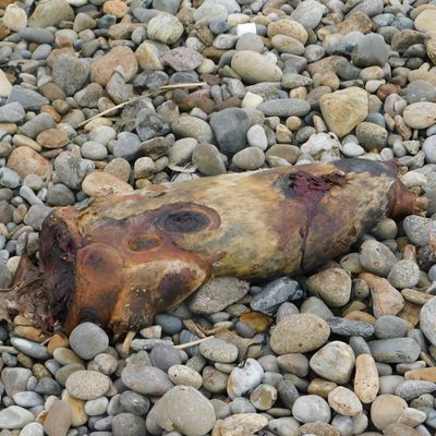 Cadavre d'un mammifère marin à la Baie des Trépassés