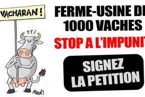 Ferme-Usine des 1 000 vaches : Illégale mais pas condamnable ?
