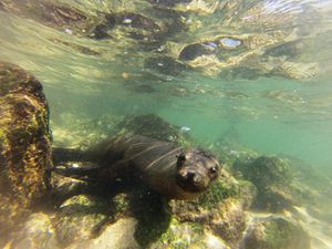 Et par contre, nager avec les lions de mer, c'est beaucoup plus original ! C'et magique aussi... Ils viennent littéralement jouer avec nous.