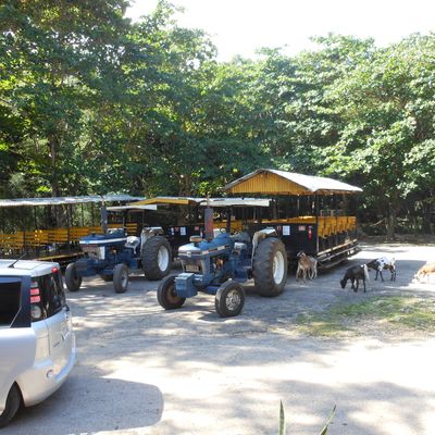 Notre voyage en Jamaïque: Visite de plantations.