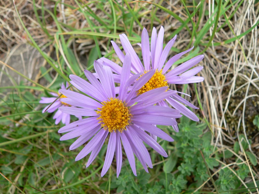 La flore du Mercantour