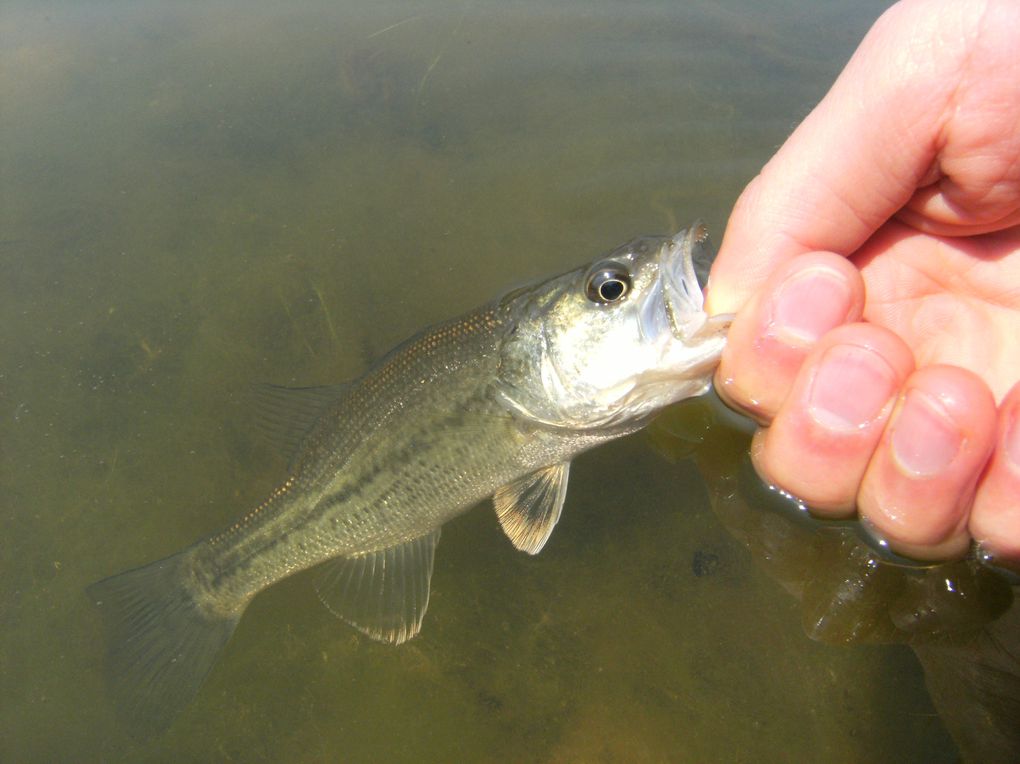 Voici quelques Black-Bass, un poisson terrible !!!