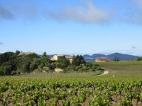 Traversée du vignoble des côtes du Rhône entre Mirabel et Mérindol les Oliviers sous l’œil bien veillant du Ventoux.