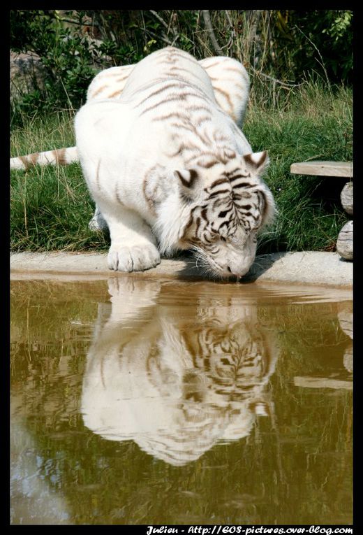 Photos du parc zoologique d'Amnéville prises durant l'année 2009.