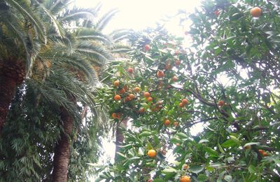 l'orange de Menton (Alpes maritimes)