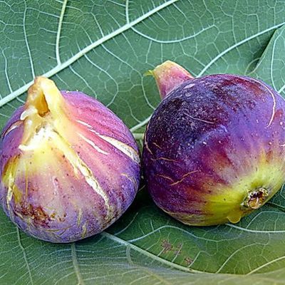 Figues