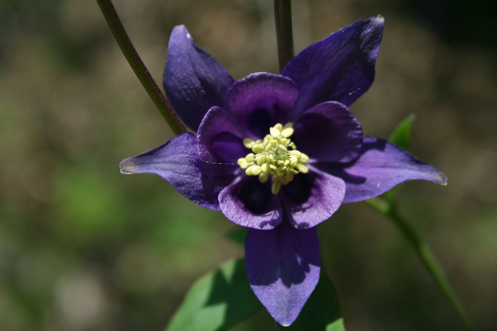 Macrophotographies de fleurs et d'insectes