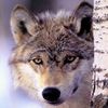 Stop Anti-Wildlife Legislation in the US Senate