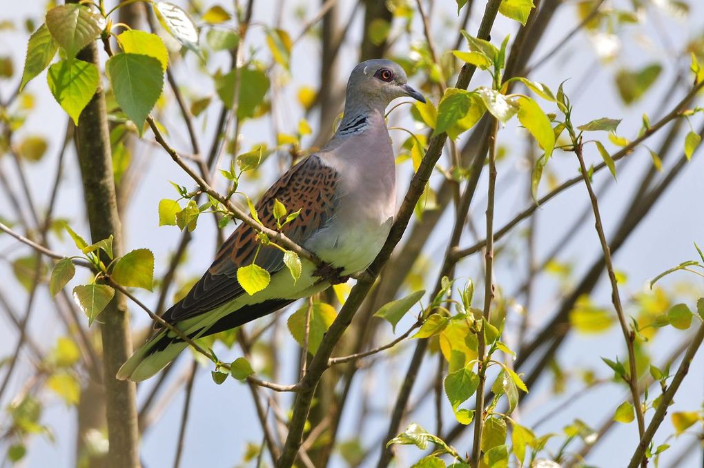 Tourterelle des bois (Streptopelia turtur).