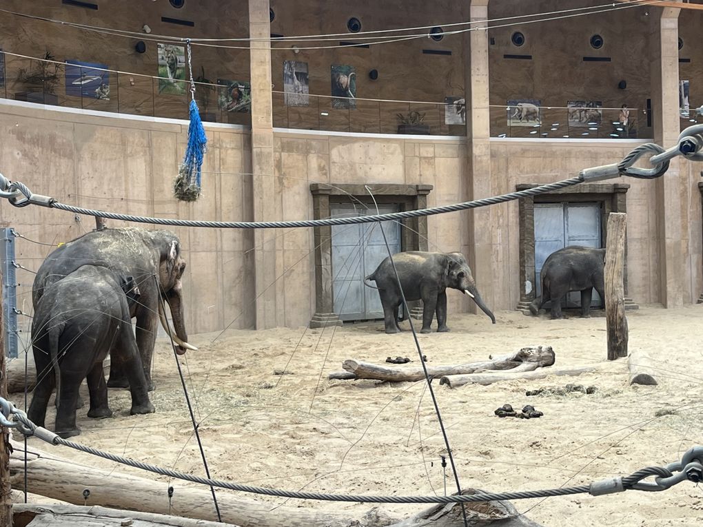 PL24 CAE - Winter animals in the zoo 