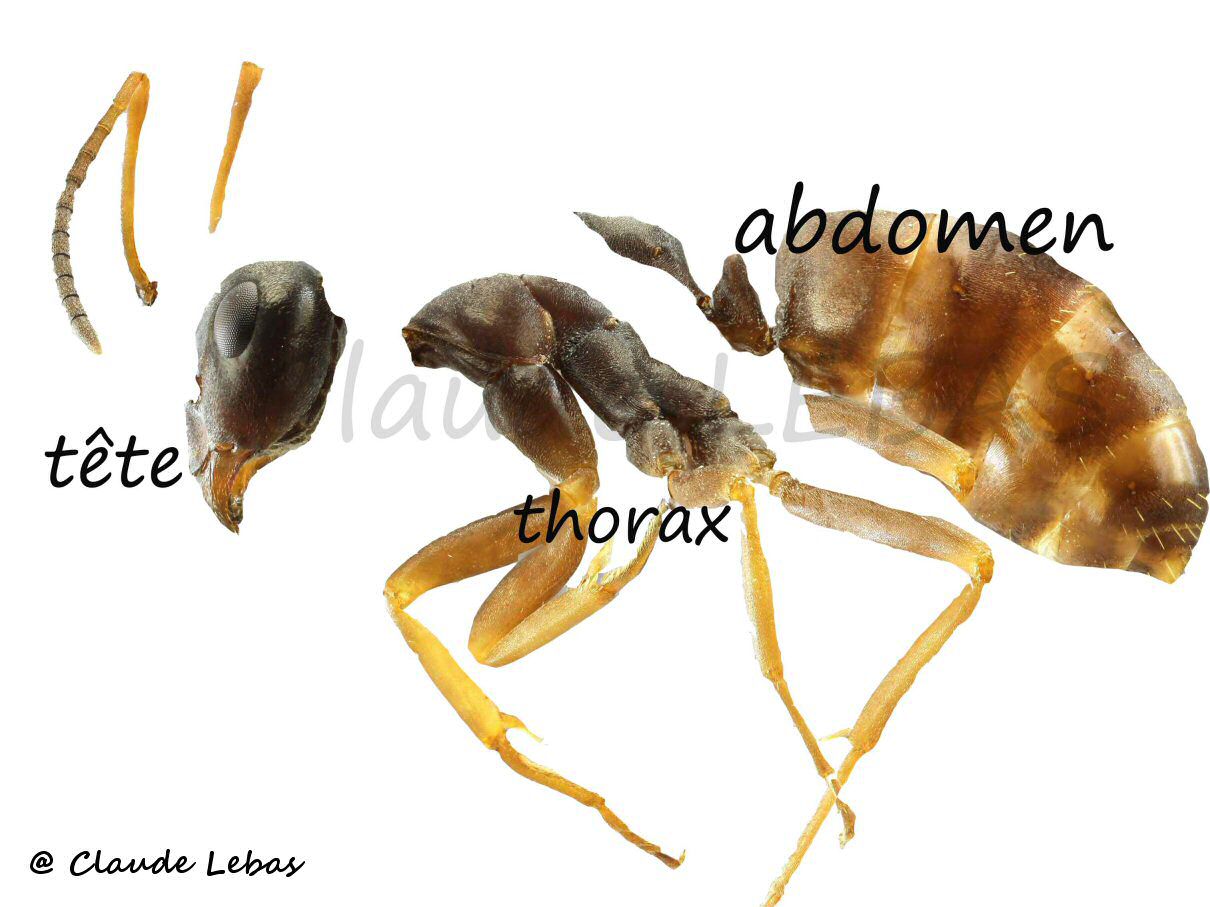 tête thorax et abdomen de fourmi