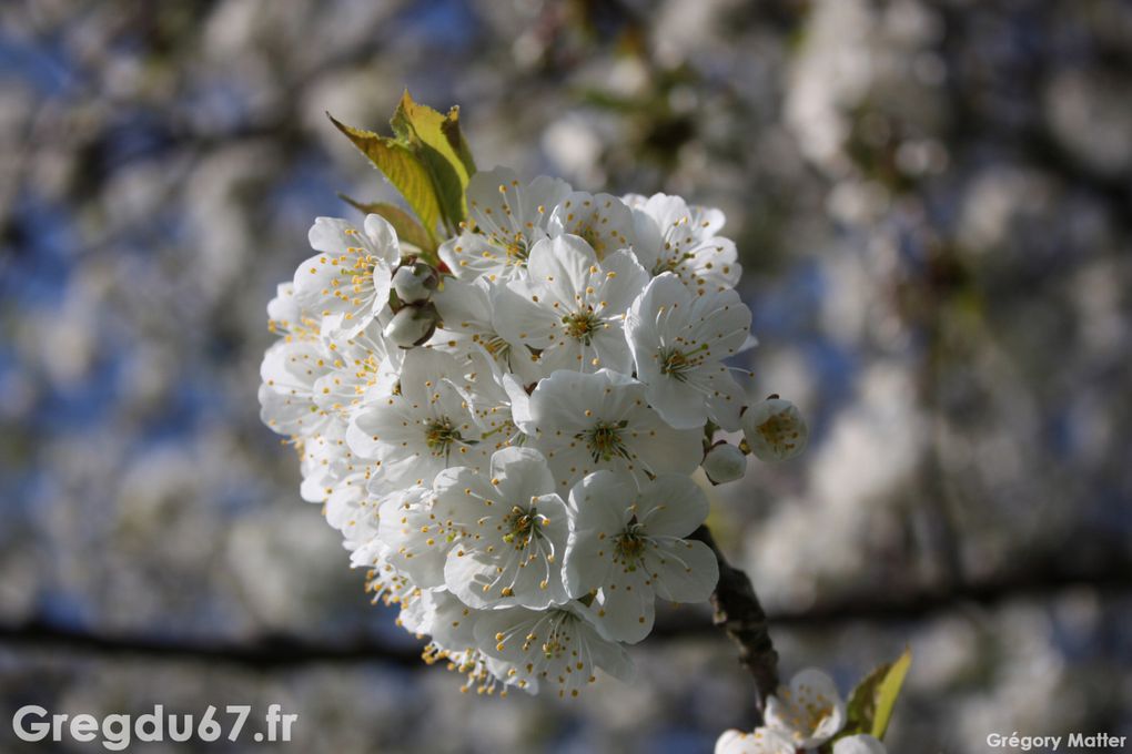 Le printemps arrive ! voici le premier album entièrement réalisé avec mon nouvel appareil photo, le Canon EOS 450D.